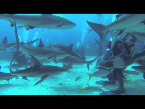 Shark Diving at Stuarts Cove Bahamas With Chris Hughes Video