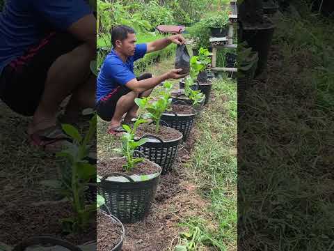 กิจกรรมที่สวนหลังบ้านชวนทุกคนมาปลูกผักปลัง #เกษตร #เกษตรผสมผสาน #farming