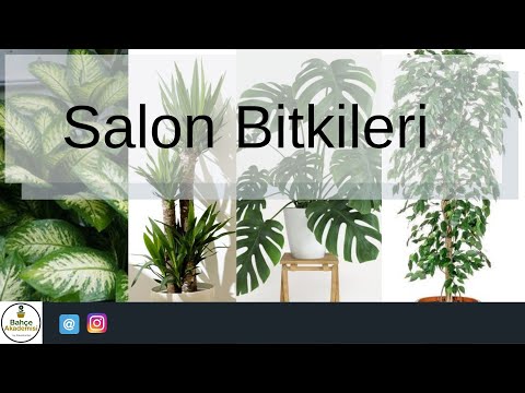 , title : 'Salon Bitkileri Bakımı Nasıl Yapılır ?'