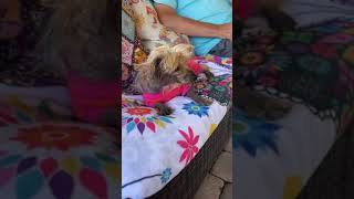All of these sweet rescue dogs are in need of loving forever homes All of these sweet rescue dogs are in need of loving forever homes