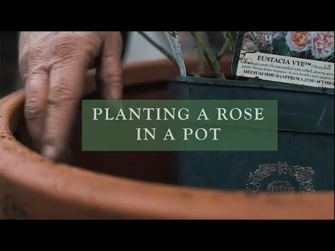 Planting a Rose in a Pot by David Austin Roses