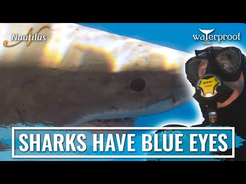 Great White Sharks have BLUE eyes