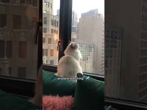 My Ragdoll cat’s favorite hobby #ragdoll #cat #shorts