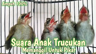 Download lagu SUARA Anak Trucukan untuk pikat Memanggil Induknya || Ampuh Untuk Pikat trucukan liar mp3