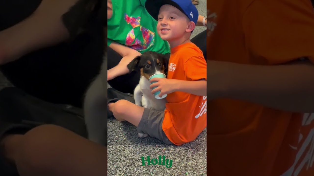 Enlarge Holly (AP26-85), a Adoptable Miniature Poodle in Peyton, CO video 6/6