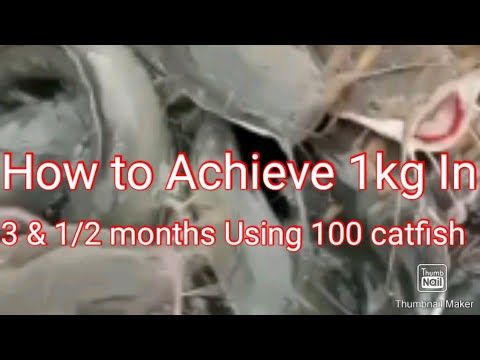 How to achieve 1kg in 3 and half month using 100 catfish juveniles