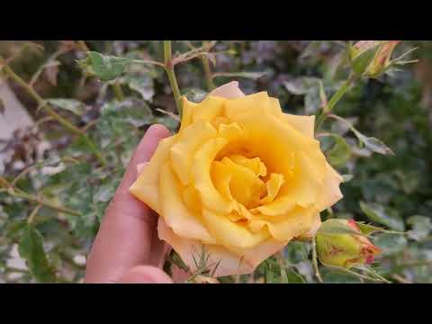 Real 8k flowers  incredible clarity from Morocco