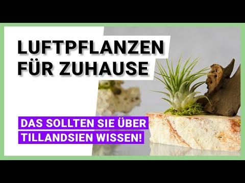 Everything you need to know about air plants (Tillandsia)