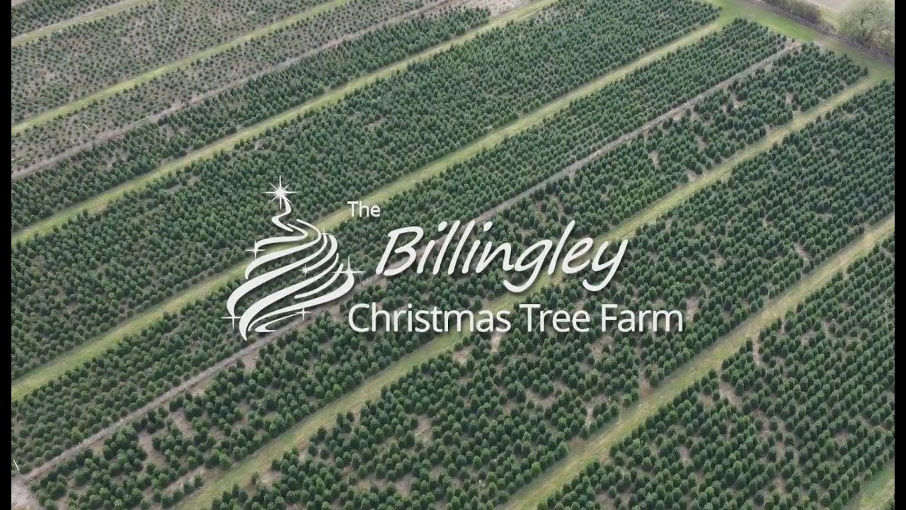 Billingley Christmas Tree Farm