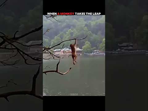 Monkey Falls... Gibbon Makes It Look Easy! #trending #animals #wildlife #youtubeshorts #gibbon