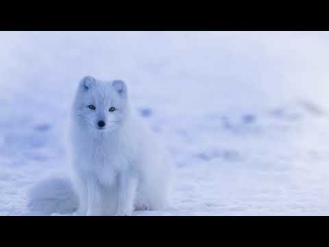 @ionbogdanstefanescu  Greensleeves / arr. Dan Dediu