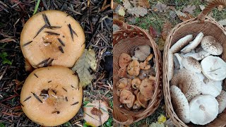 Successful mushroom picking