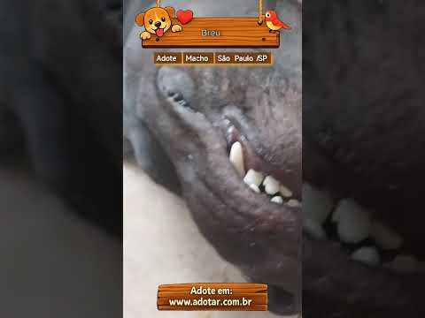 Vídeo de Breu