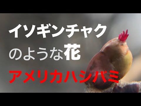 園芸 ハシバミ、ハシバミ