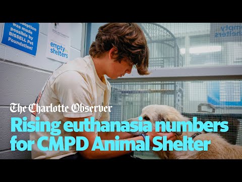 Rising euthanasia numbers for CMPD Animal Shelter speak to alarming trend