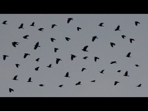 Crows flying & cawing loud in the sky