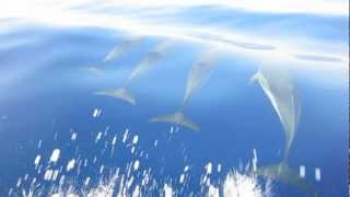 preview picture of video 'Dolphins in Folegandros'