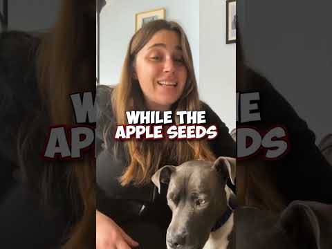 Can Dogs Eat Apples? Here's Everything You Need To Know 🧐 🐶 #shorts #dogshorts #dogowners