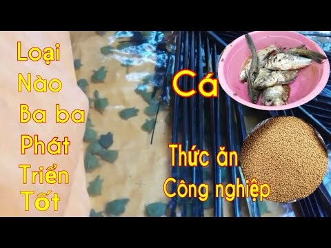 Kỹ thuật nuôi ba ba / Loại thức ăn nào giúp ba ba con phát triển tốt