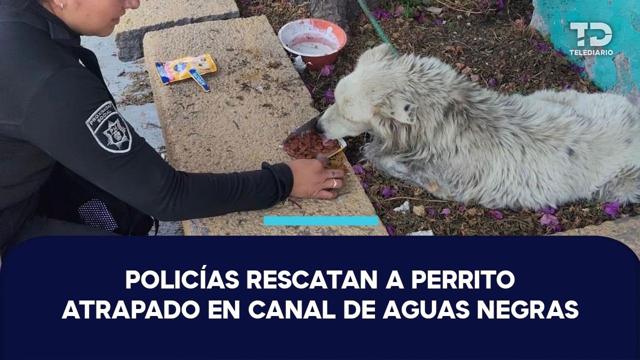 Rescatan a perro atrapado en canal de aguas negras en Ecatepec