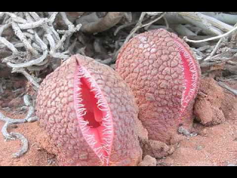 Vídeo: Las plantas más extrañamente maravillosas del mundo