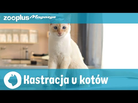 Kastracja u kotów: Wskazania, przebieg, wady i zalety