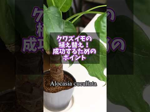 屋外で栽培できるクワズイモの品種はどれですか