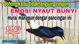 Download lagu Pancingan Pagi Pagi Untuk Menaikan Emosi Murai batu Agar Cepat Bunyi Gacor mp3