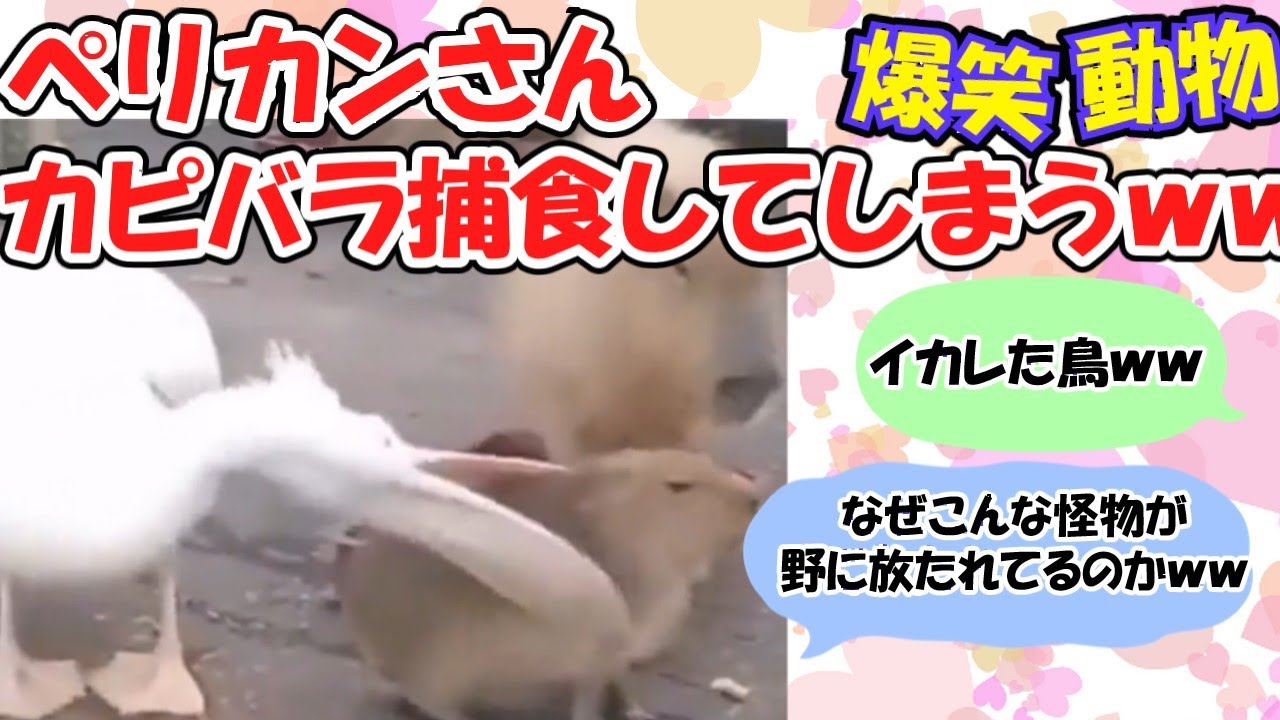 【イカレタ鳥】カピバラを捕食しようと必死なペリカンさんｗｗかわいすぎ