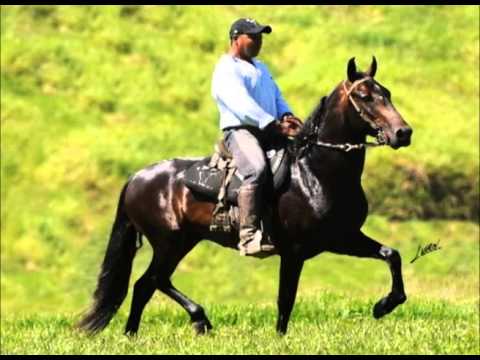 FESTIVAL DA SABE 06 pacote de 3 COBERTURAS