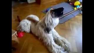 preview picture of video 'Funny Dog Singing Howlin Afghan Hound'