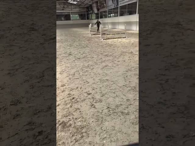 Cheval miniature AMHA