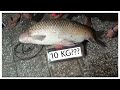 How I Prepared To Catch Big Mrigal Fish Full Fishing Set Up Angler Rahul Rohu Fishing