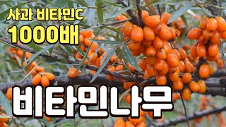 꾸지뽕 뽑아내고 비타민나무 2000평 심은 이유