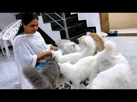 Kitten's🐈Names Revealing😍
