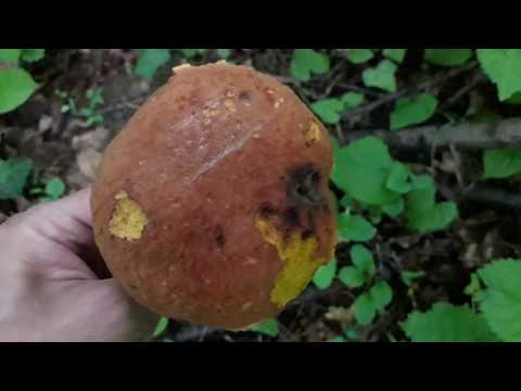 Gljiva Vrganj Star i Nejestiv