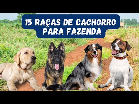 CÂES PARA FAZENDA / CONHEÇA AS 15 MELHORES RAÇAS DE CACHORROS PARA FAZENDA