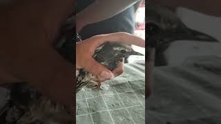 Download lagu Siberian Anis is rare 0838-7553-6945 mp3