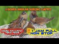 SUARA BURUNG EMPRIT PIPIT ANAKAN 1JAM NON STOP