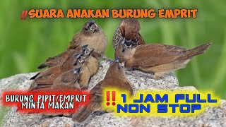 Download lagu SUARA BURUNG EMPRIT/PIPIT ANAKAN | ❗1JAM NON STOP mp3