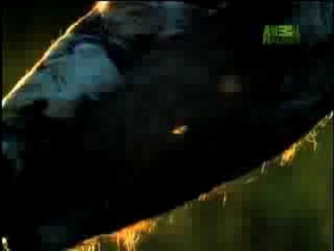 Fooled by Nature - Caribou Migration