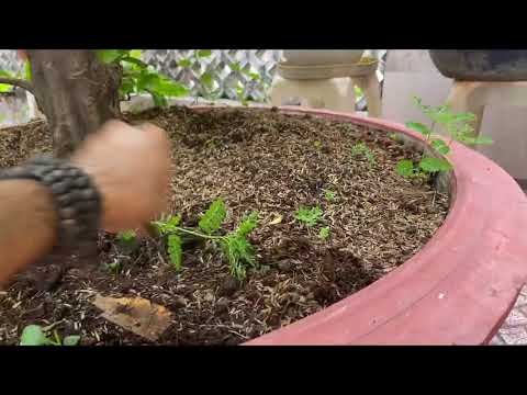 Nguyên nhân cách khắc phục cây mai bị vàng lá như vậy anh em có gặp -Clip 110