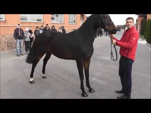 Nr.10 Stute v. Cornet Obolensky - Heartbreaker *2014