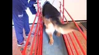 preview picture of video 'Centro Cinofilo Pets Fitness - Pensione per cani a 5 stelle ad Ancona'