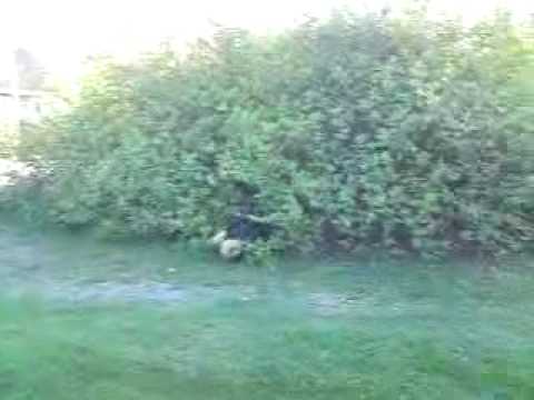 Tallboda buske HAHA Funny!