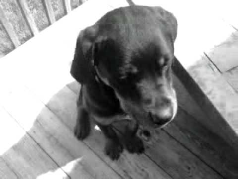 Freja Nin my famous rottweiler