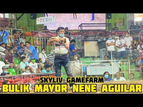 Bulik Mayor Nene Aguilar - Skyliv Gamefarm - Kevin Ronquillo - Pampanga Philippines