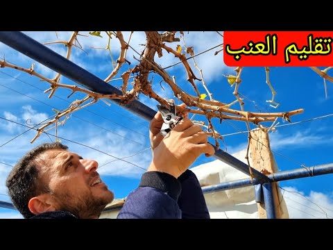 , title : 'تقليم العنب لزيادة الإثمار خطوة بخطوة للمبتدئين!🍇'