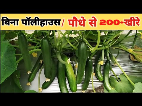 Top 5 Hybrid Cucumber Varieties in India | Cucumber Farming | Radhi f1 | Sania F1 | Ruchita | Aviva