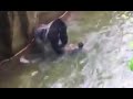 Gorilla Drags Child in Cincinnati Zoo